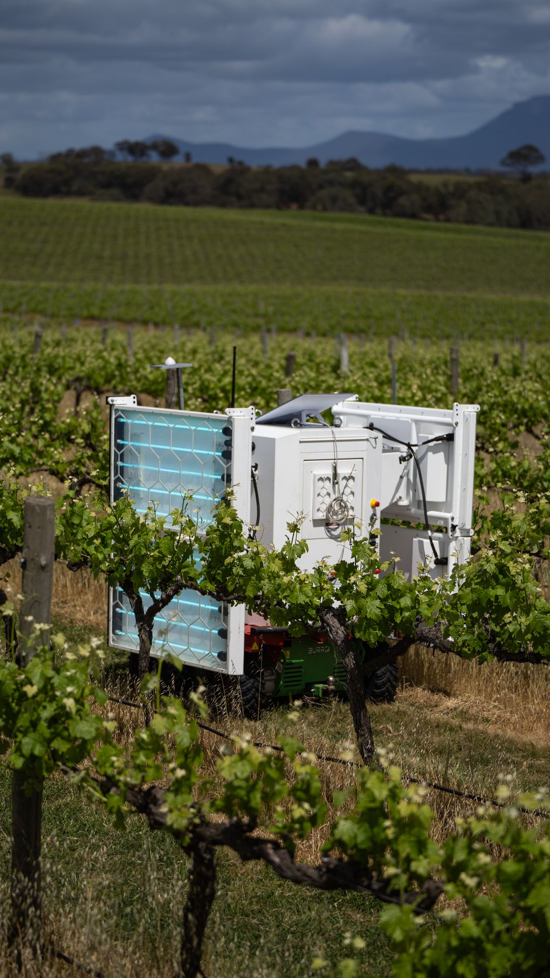 UVEX in Australian vineyard