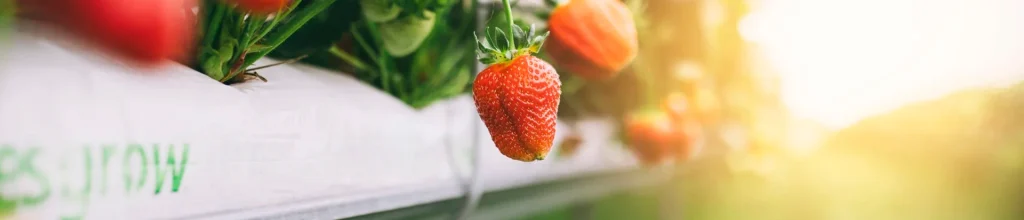 Hillwood Berries: Leading the way in innovation and automation